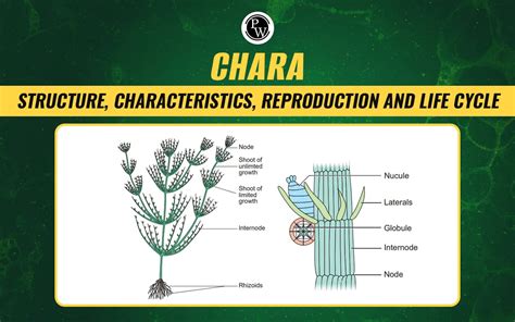 chara algae diagram|chara algae info.